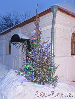 новогодний декор -живая елка на рождество
