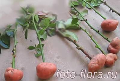 на фото роза в картошке