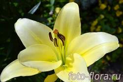 защита цветов лилий от болезней