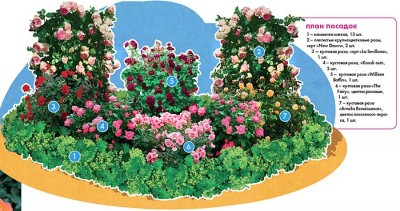 план схема посадки роз в розарии
