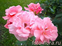 розовая роза сорта боника в саду на газоне