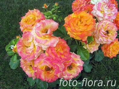 цветущая обильно роза флорибунда