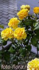 желтые розы Friesia