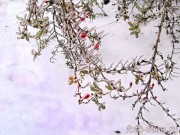 кустарник кизила в ноябре во льду