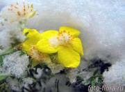 желтая лапчатка кустарниковая под снегом