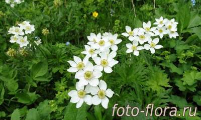 весенние цветы полевые фото
