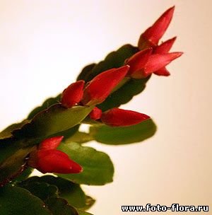 цветок декабрист фото