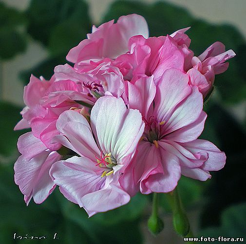 цветы пеларгония