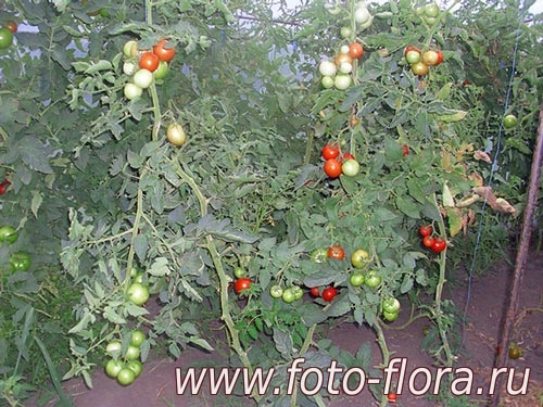 выращивание помидор в теплице фото