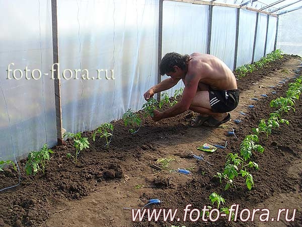 технология выращивания помидор