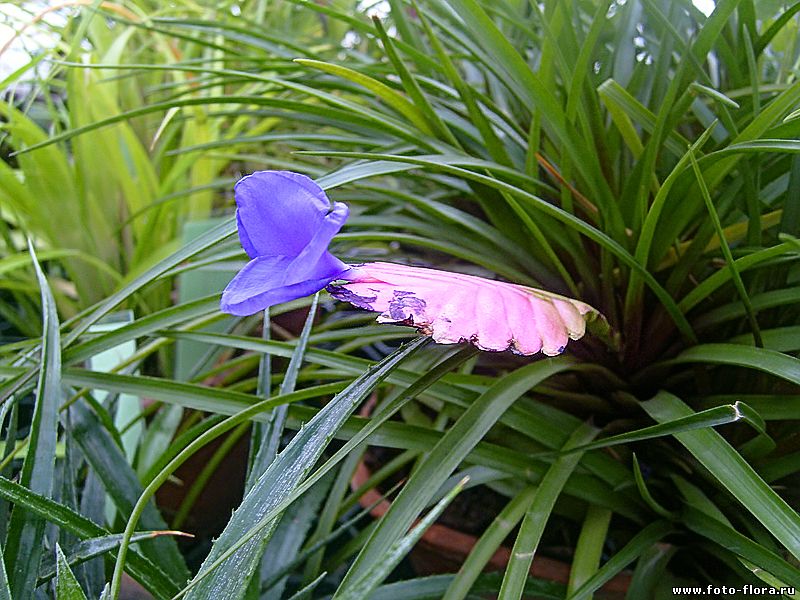  тилландсия синяя (Tillandsia cyanea)