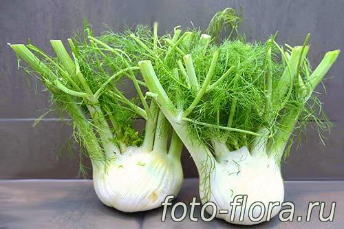 фенхель овощной фото