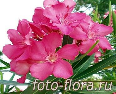 олеандр растение - фото комнатного цветка