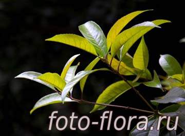 чайное дерево -фото листьев