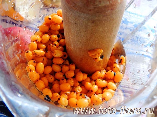 фото рецепт морса из облепихи с яблоками